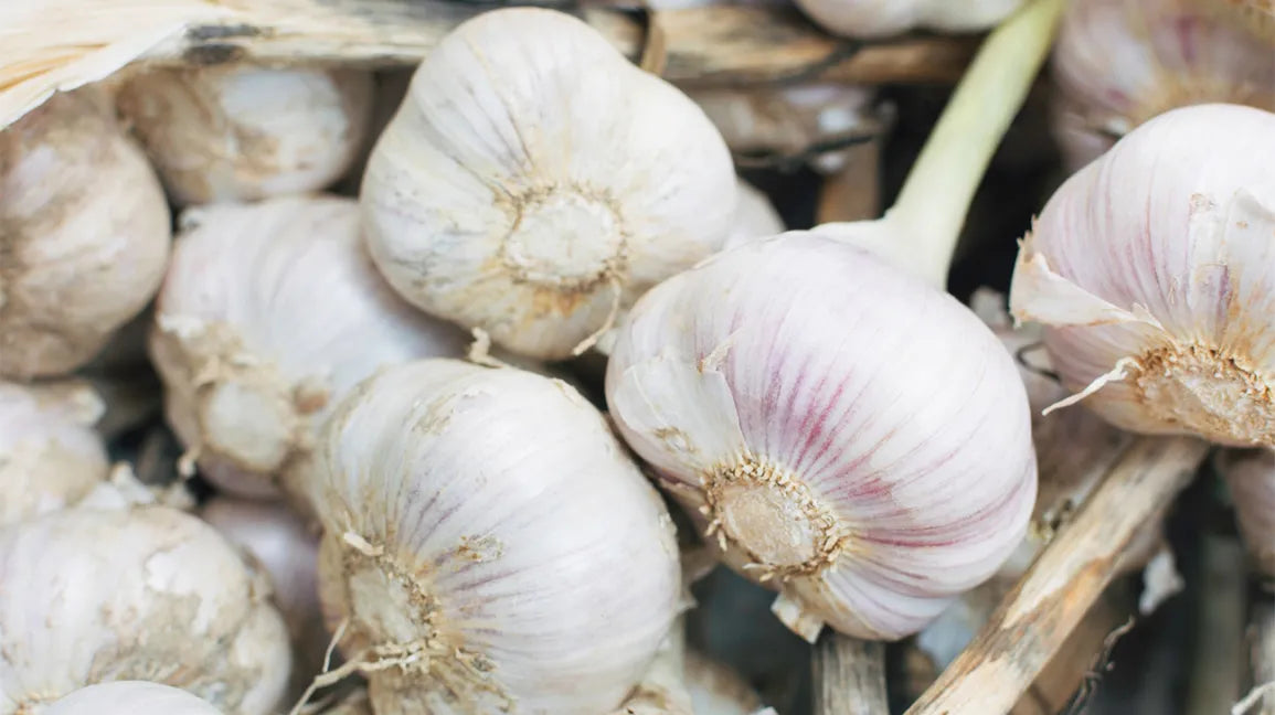 Garlic Extract Supplements: Unearthing the Benefits